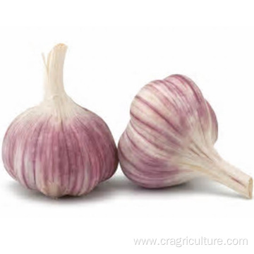 Export 6cm Fresh Red Garlic Price